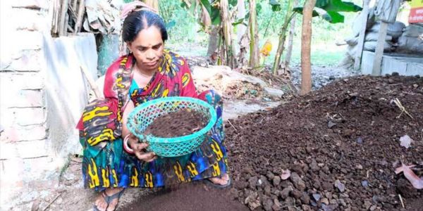কেঁচো কম্পোস্ট সার বানিয়ে রোল মডেল শিখা রানী